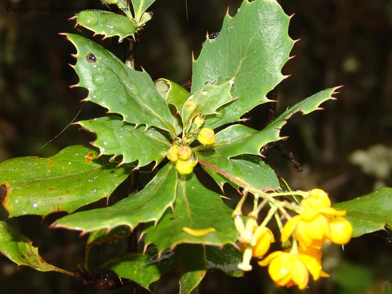 Berberis carinata--Peru. Macchu Pichu. 23 Oct 07. 062.jpg