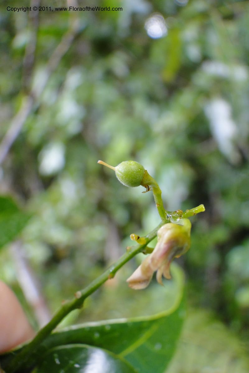 Agatea, Specimen lost--Fiji. Nadarivatu Nature Reserve. 10 Feb 2011. 026 (65).jpg