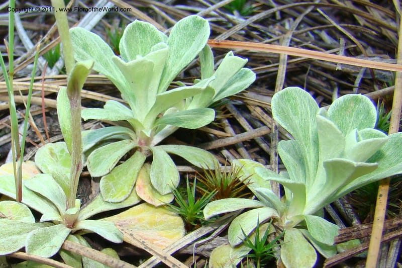 Antennaria rosea, C. Davidson 11398--Idaho. Idaho Co. Salmon River. Shepp Ranch. 28 May 2009. 057.jpg