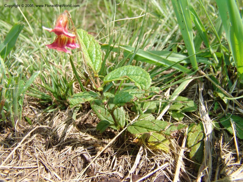 Hermannia woodii--So.Africa. KZN. Midl. Meand. Granny Mouse. 13 Mch 05. 164.jpg