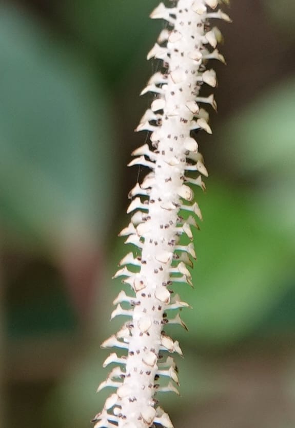 Piper bonii, D. Boufford 44107--China. Yunnan. Lao jun Shan. 30 Apr 2018. DSC00424 (396).JPG