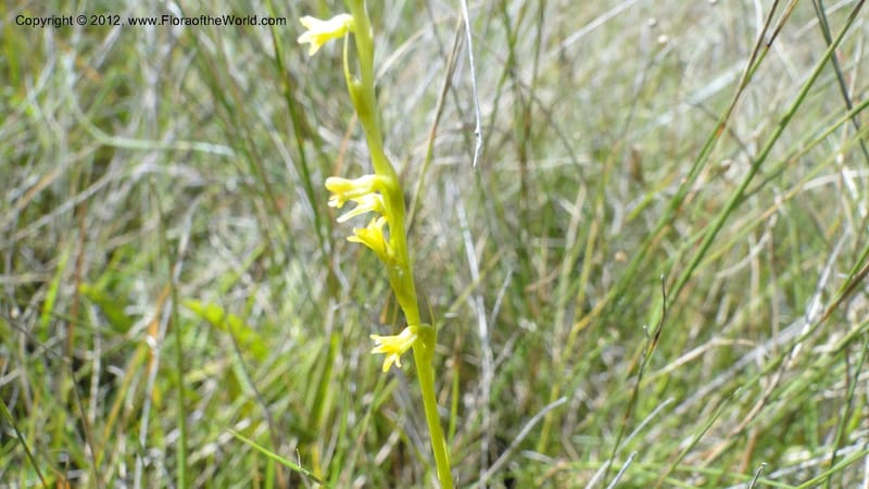 Habenaria simplex, N. Manjato 173--Madagascar. E of Ambositra toward Antoetra. 2 May 2010 151 (35).jpg