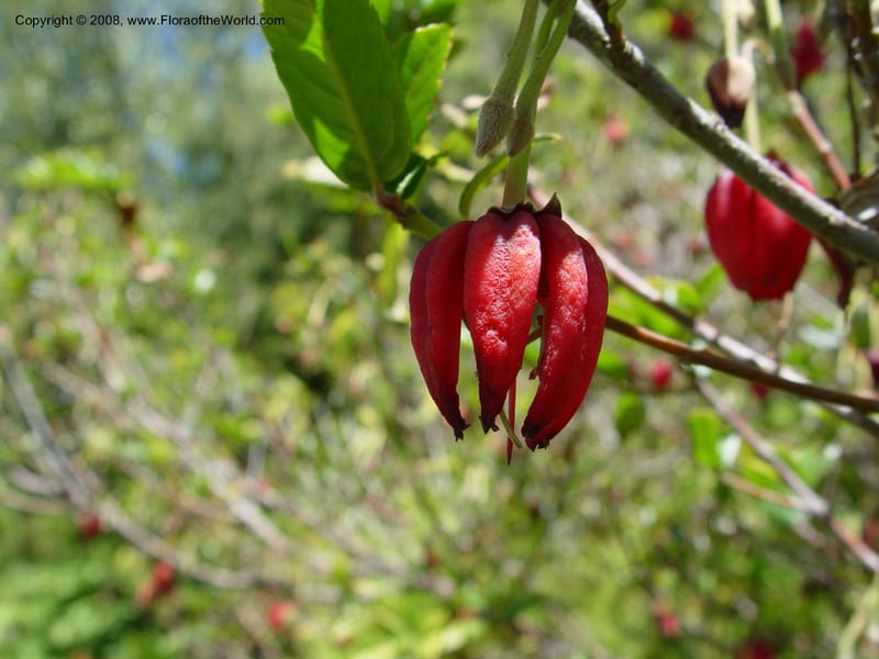 Crinodendron hookerianum, 93.0219--CA. UC Berkeley Bot. Gard. 4 Jul 03. 080.jpg