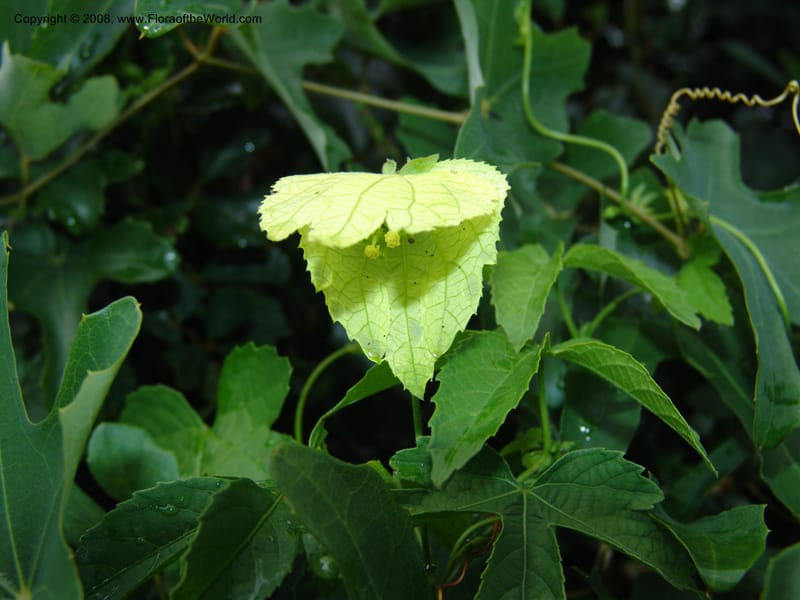 Dalechampia capensis--So.Africa. E. Cape. Umtiza Nature Res.. 7 Mch 05. 001.jpg