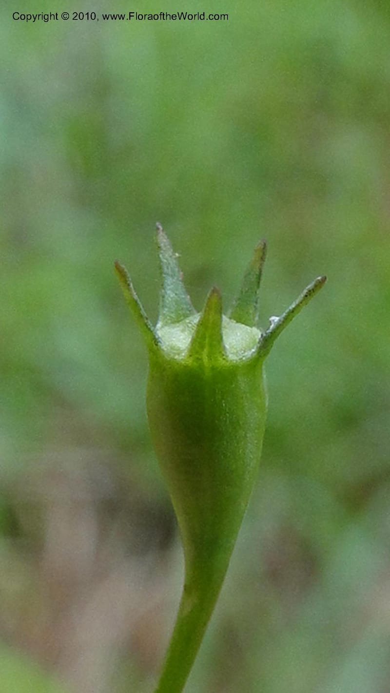 Wahlenbergia marginata, Mori 27450--North Carolina. Moore Co. Lake Bay Rd. 25 May 2010. 207 (36).jpg