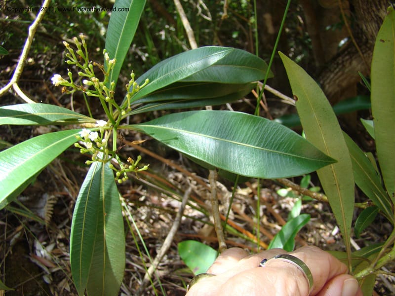 Rauvolfia semperflorens Munzinger, J 4677--New Caledonia, Province du Sud, Dumbea barrage,  11 Nov 2007 331 (4).jpg