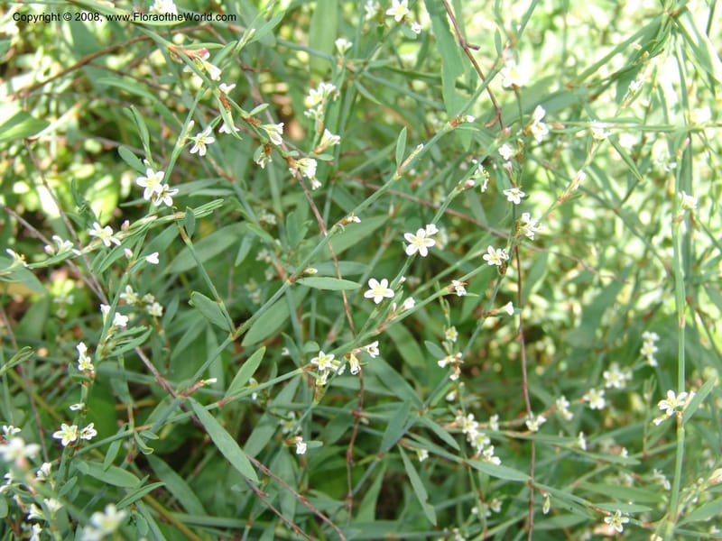 Polygonum equisetiforme--France. Paris. Jardin des Plantes. 4 Sep 07. 363.jpg