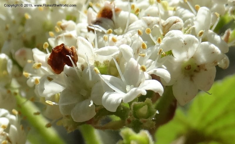 Viburnum lantanoides, Davidson, C 12961--North Carolina. Trans. Co. Beech Gap on BRP. 12 May 2015. DSC04240 (48).JPG
