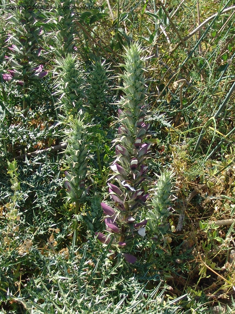Acanthus spinosus--Crete. Ep. Apokoronos. Aptera. 23 May 05. 093.jpg