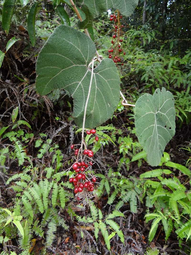 Ampelocissus, SAN.153249--Malaysia, Sabah. Tawai For. Res. 9 Apr 2012. DSC07890 (124).JPG