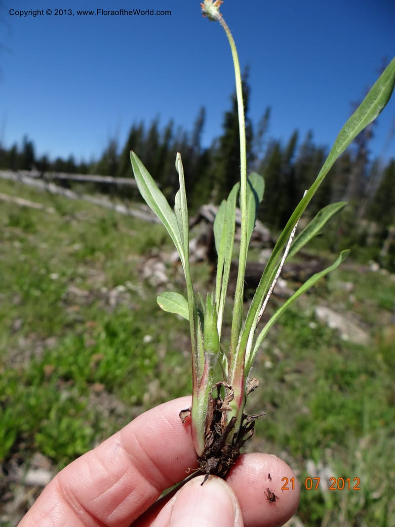 Agaseris aurantiaca, Davidson, C 12060--USA, Idaho, Valley Co., 21 July 2012  2806 (33).JPG