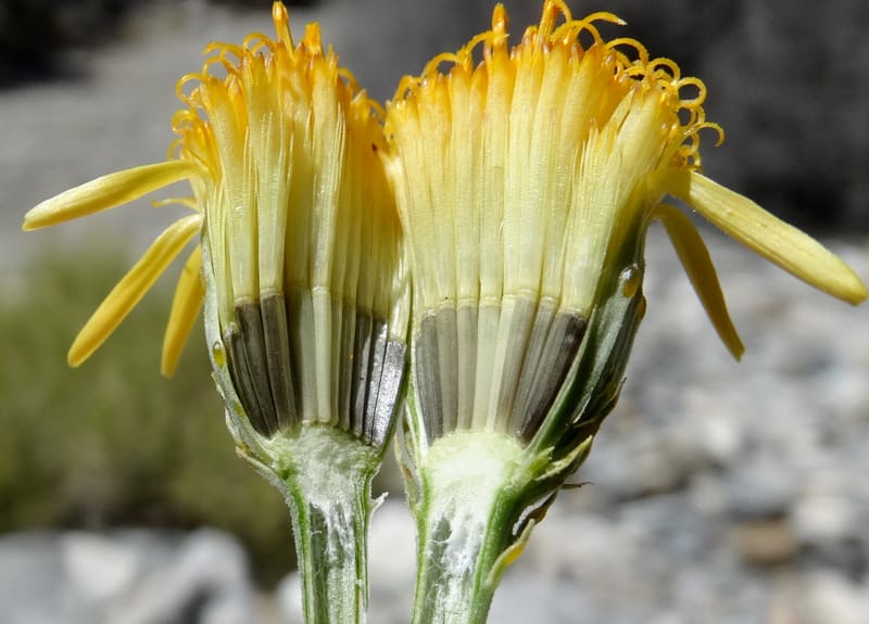 Adenophyllum cooperi, Davidson, C 13174--California, Mojave Nat'l Pres., 23 Apr 2016  8559 (2).JPG