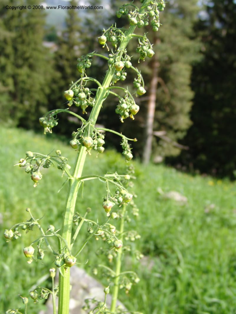 Scrophularia orientalis--Georgia. Bakuriani Botanical Garden. 7 Jun 05. 165.jpg