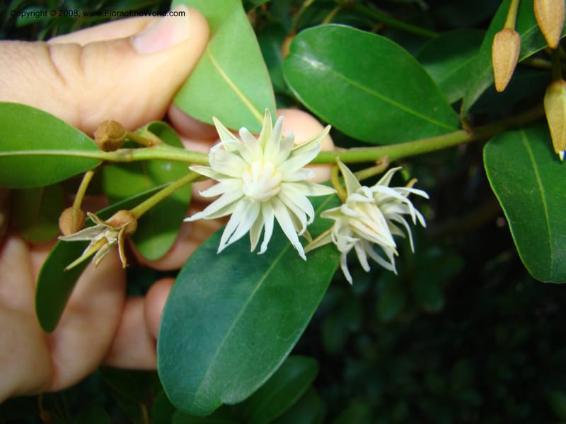 Mimusops obovata--Australia. Royal Botanic Garden, Melbourne. 19-20 Mch 08. 161.jpg