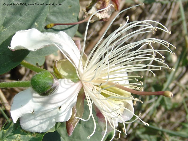 Capparis herbacea--Georgia. Shio Mgvime Monastery road. 12 Jun 05. 165.jpg