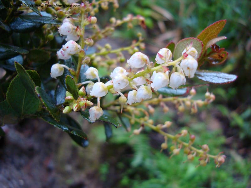 Vaccinium...DN16029,Ecuador.Prov.ZamoraC.Podocarpus,Tapichalaca26Sep2007 121.jpg