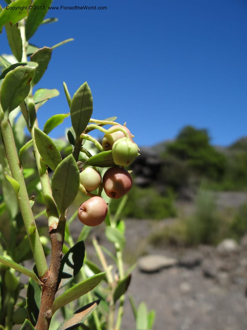 Gaultheria mucronata, WDS 34122--Chile. P.N. Laguna del Laja. 18 Feb 2013. DSC01736 (27).JPG
