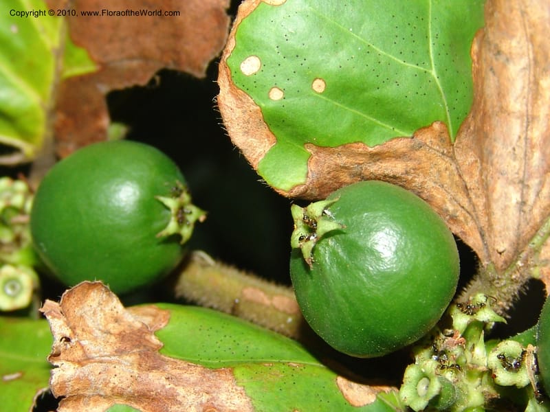 Oxyanthus haerdii, R. Gereau 6802--Tanz. Ulanga Distr.  Mbangayao Sch. 12 Feb 06. 220 (2).jpg