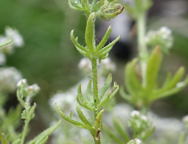 Eremosyne pectinata, Davidson, C 13494--Australia. W. A. Two People's Bay Nat. Res. 29 Oct 2016. DSC06475 (20).JPG