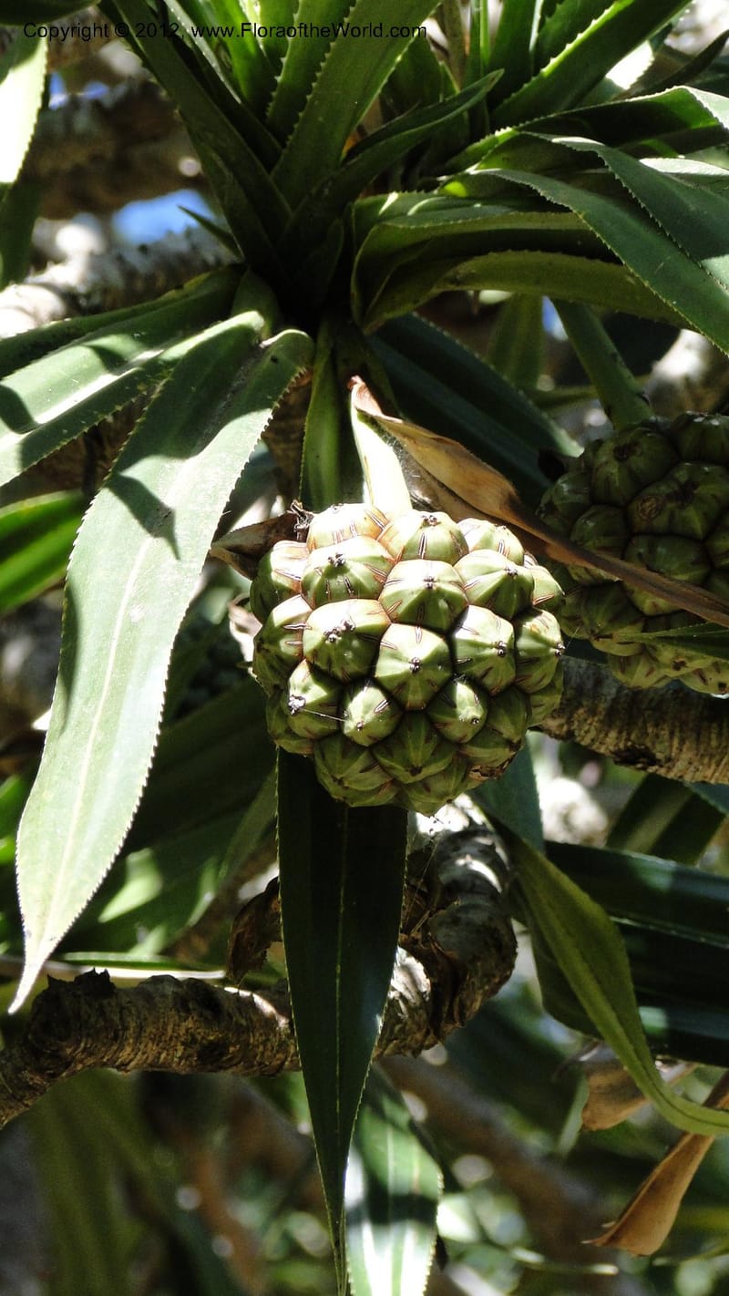 Pandanus vandamii--Madagascar. Tsimbazaza. 30 April 2010 002 (2).jpg