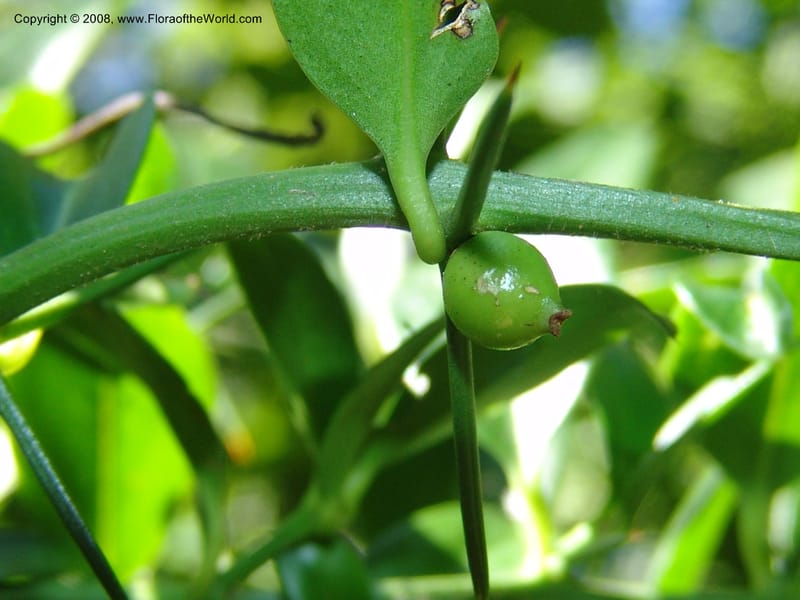 Azima tetracantha--So.Africa. E. Cape. Maitland Nat.Res. 5 Mch 05. 013.jpg