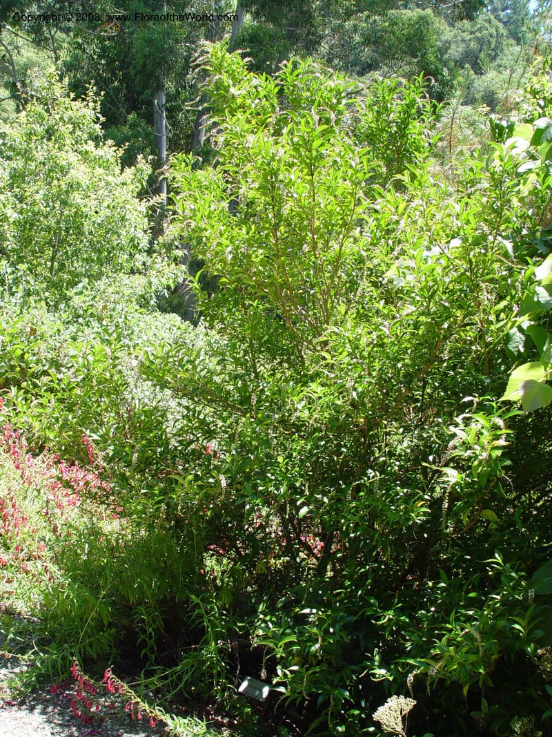 Citharexylum hidalgense, 74.0291--CA. UC Berkeley Bot. Gard. 4 Jul 03. 064.jpg