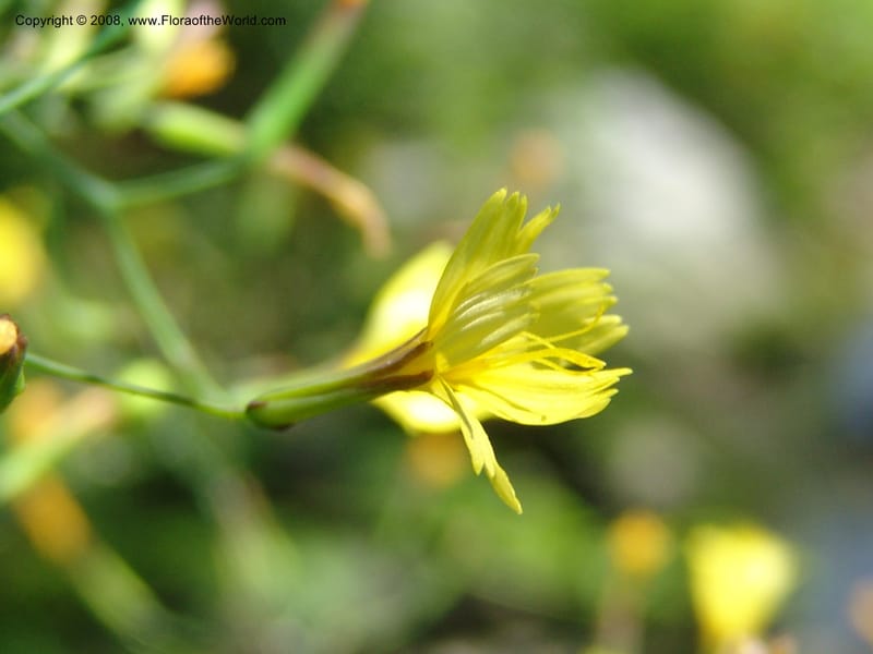 Lactuca saligna--Georgia. Lagodekhi  Forest Reserve. 11 Jun 05. 123.jpg