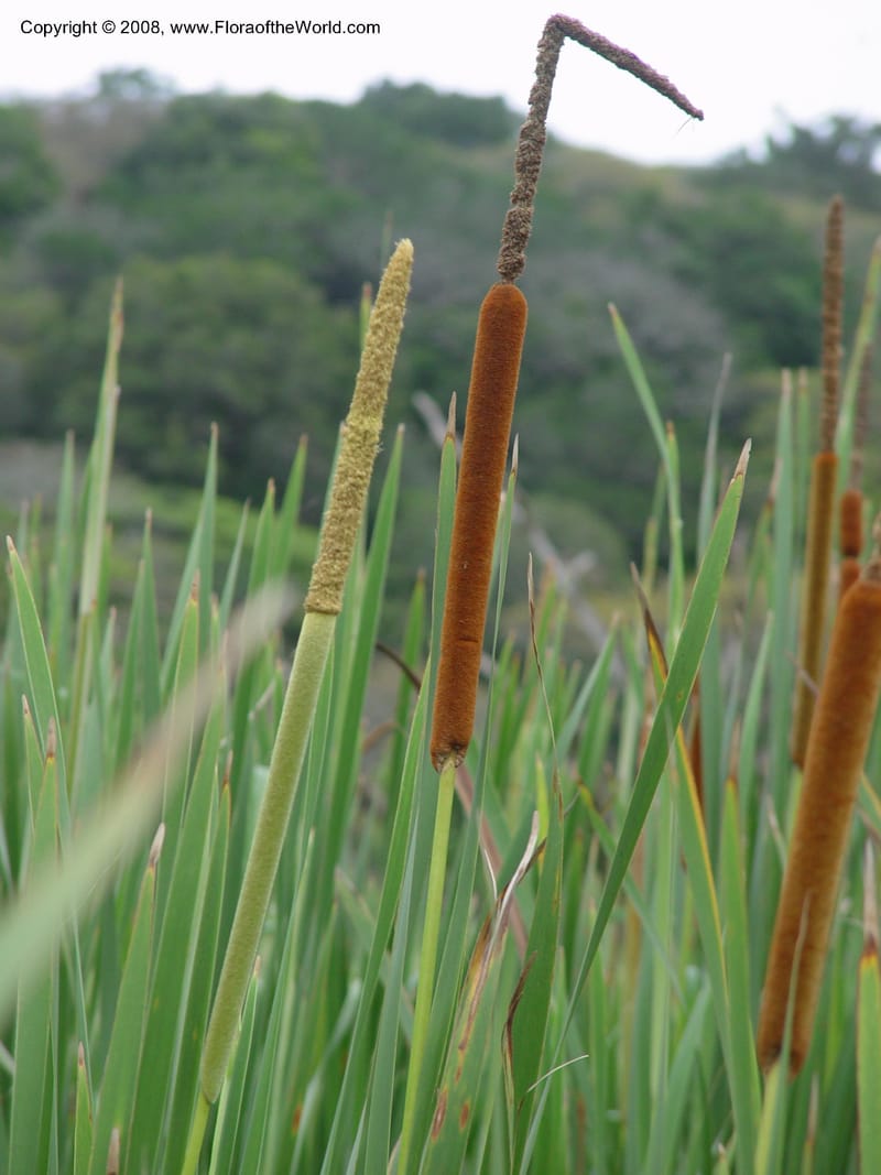 Typha capensis--So. Africa. Durban. Zimbali Golf Estates. 3 Oct 03. 010.jpg