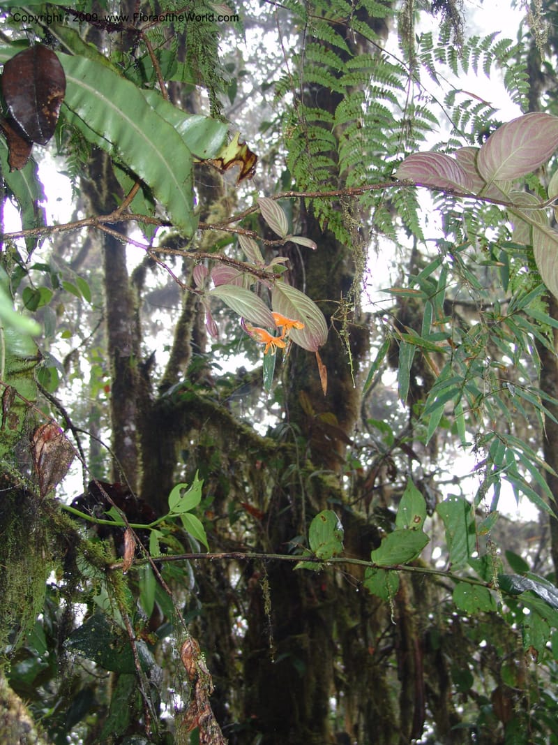 Columnea, Croat94580--Ecuador. Prov. Pichincha. Reserva Bellavista. 14 Feb 05. 140.jpg