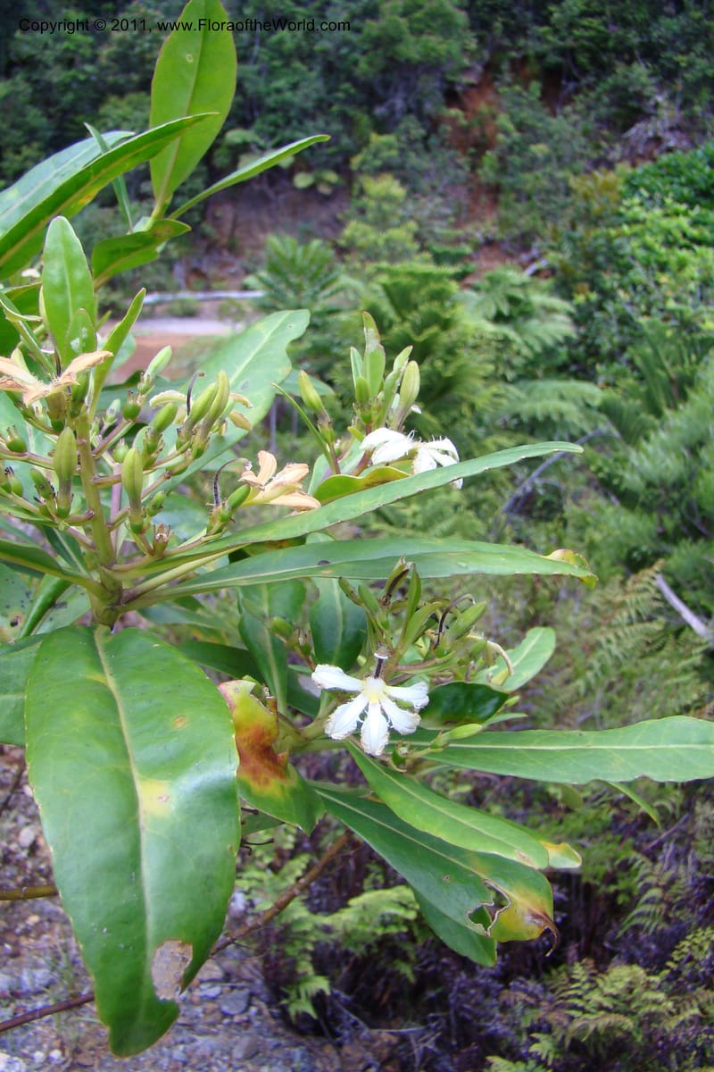 Scaevola, M. Callmander 805--New Caledonia. Mont Dore. 20 Jan 2010. 001 (162).jpg