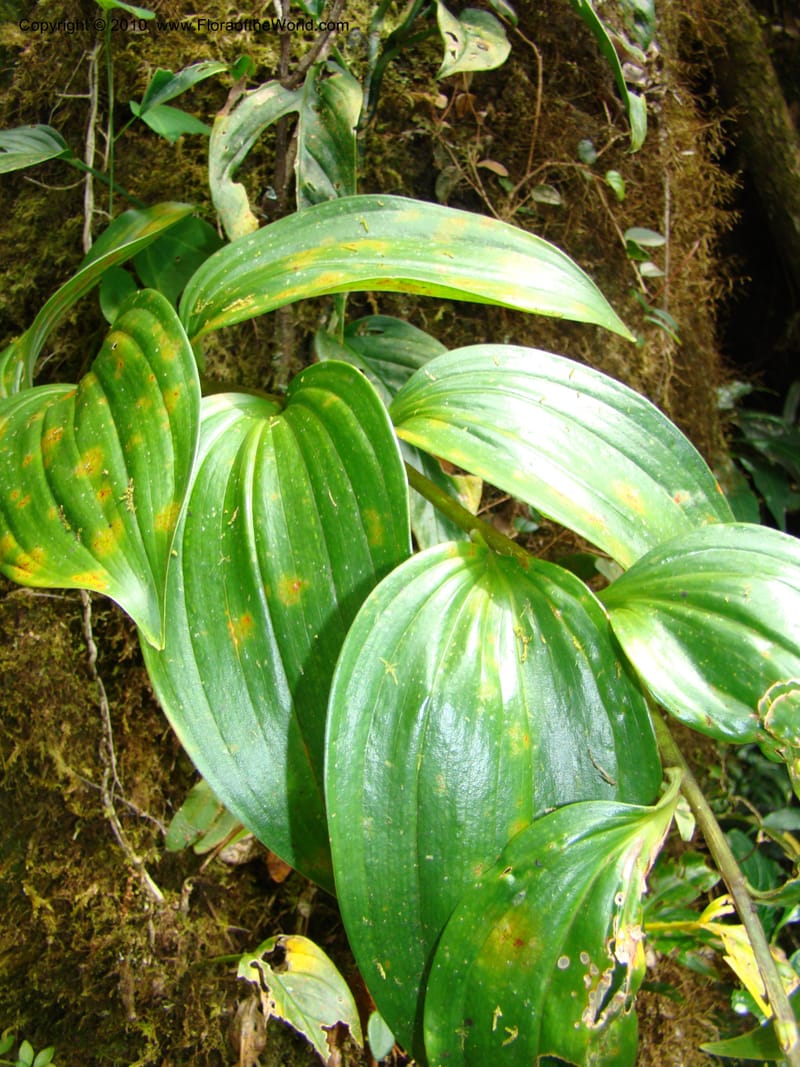 Maianthemum, B. Hemmel 24594--Costa Rica. Hered. Volcan Barva. 9 Apr 08. 316 (4).jpg