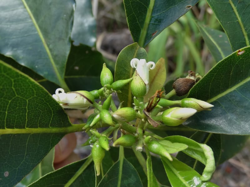 Pittosporum, Lowry, P 7341--Fiji. Vesidrua Vill. 5 Nov 2015. DSC09215 (99).JPG