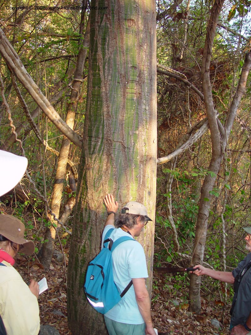 Pseudobombax septinatum--Costa Rica. Palo Verde Biol. Sta. 30 Mch 03. 068.jpg