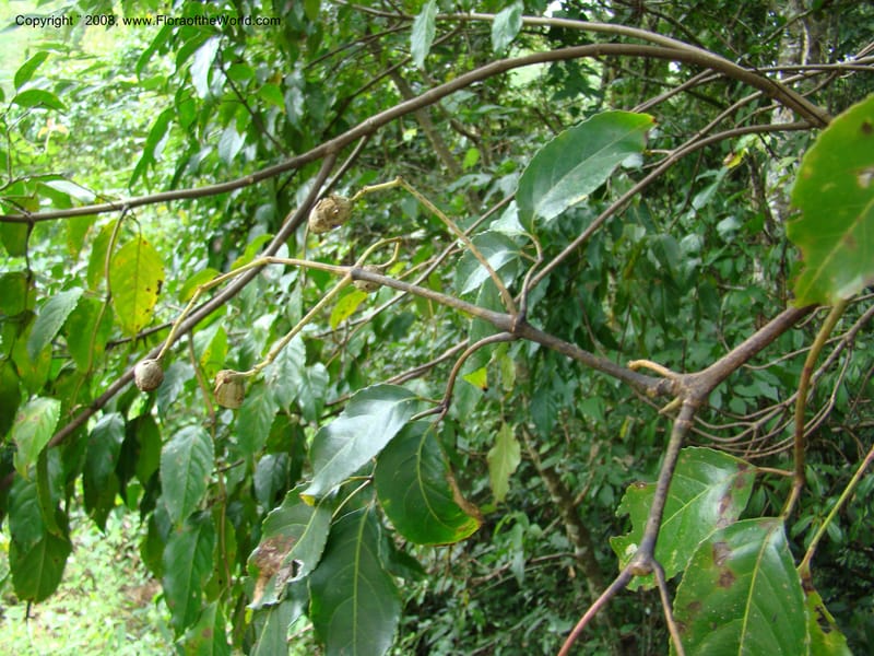 Turpinia occidentalis, NMartinezM2410--MX. Chiapas. Cta. Guapilla-Tapalapa. 13 Sep 08. 182.jpg
