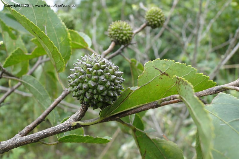 Guazuma ulmifolia, W. D. Stevens 31172--Paraguay. Edo. Concepcion. Garay Cue. 19 Mar 2011. 345 (20).jpg