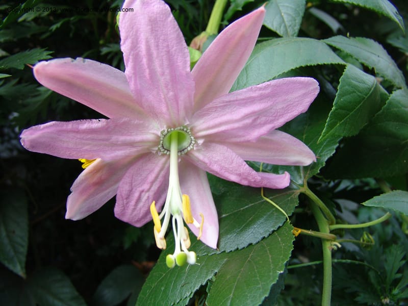 Passiflora--Kenya. Limuru. Garden of Sue Brown. 10 July 04. 049 (2).jpg