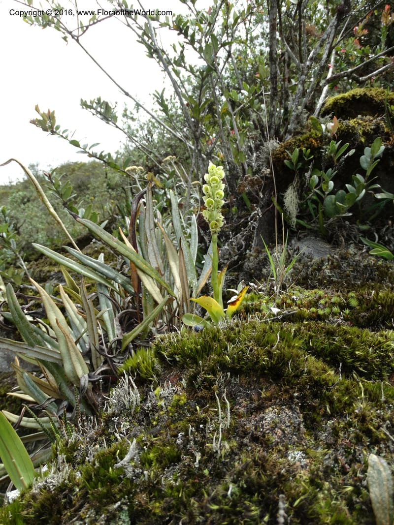Altensteinia virescens, Ulloa, C 2470--Ecuador. Res. Yanacocha. 21 Apr 2015. DSC02117 (68).JPG