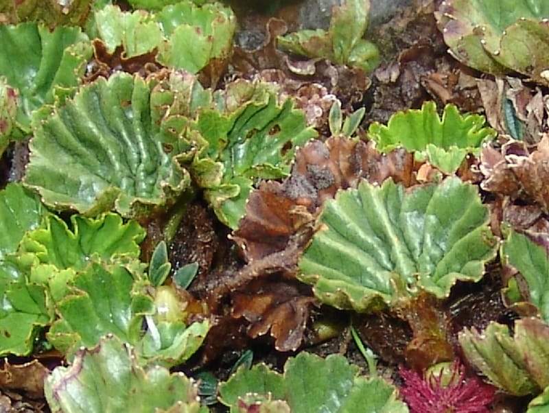 Gunnera magellanica, Croat95037--Ecuador. Prov. Carchi. Paramo el Angel. 19 Feb 05.  232a.jpg