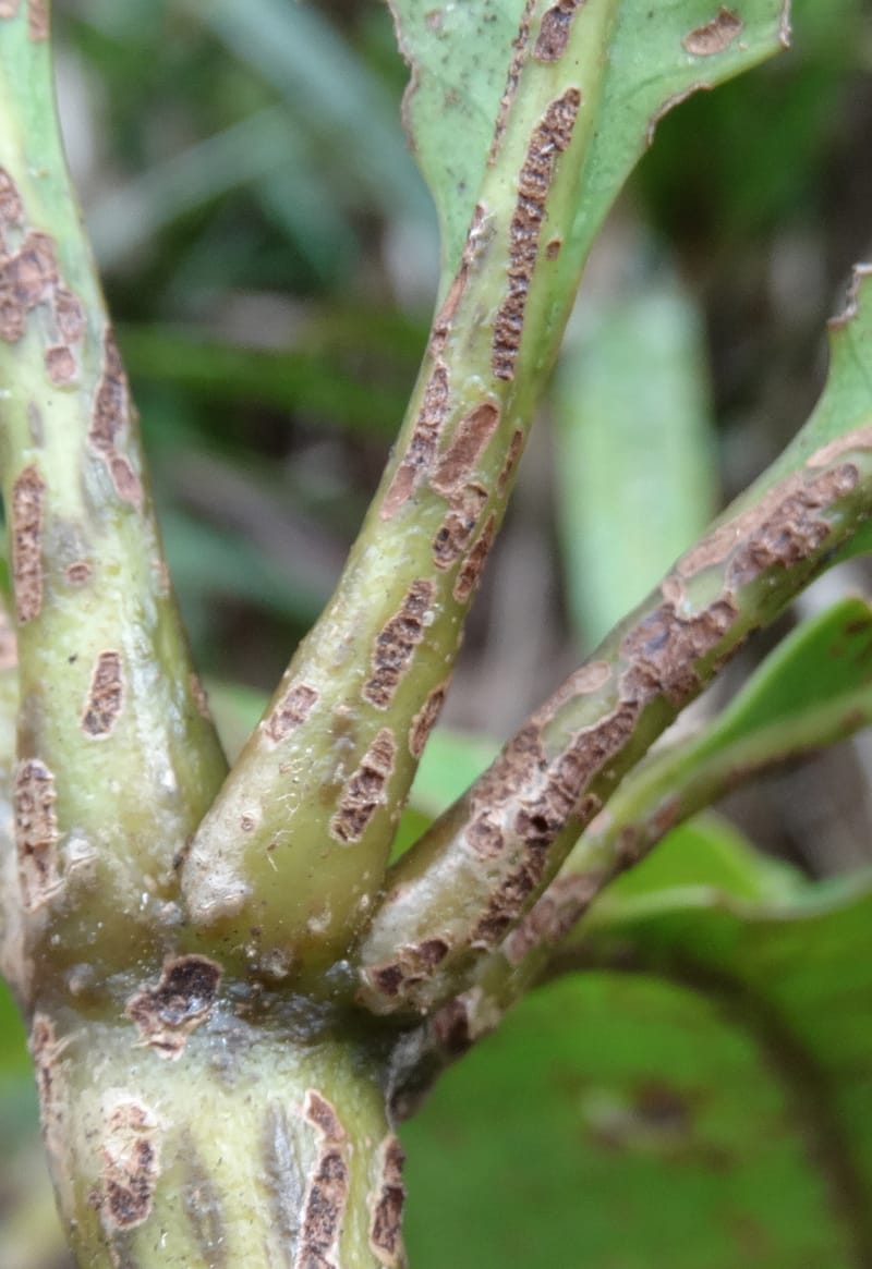 Plerandra insolita, Plunkett, G 3186--Fiji. Waisali Rainf. Reserve. 4 Nov 2015. DSC08848 (234).JPG