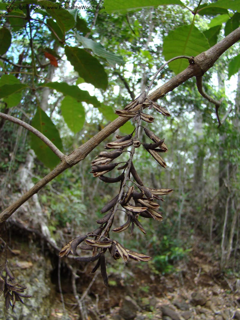 Geissois, JMunzinger4685--N.Caled. RT 1, Avangui For., Hervrouet Cr. 12 Nov 07. 055.jpg