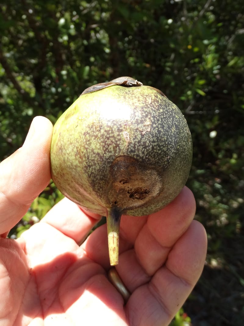 Strasburgeria robusta, Lowry, P 7371--New Caledonia. Mont Dzumac. 12 Nov 2015. DSC01563 (170).JPG