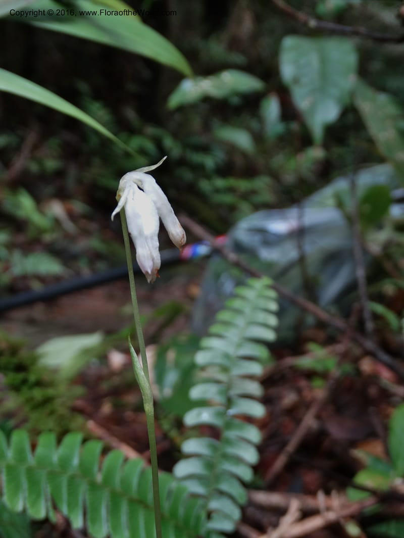 Burmannia longifolia, Davidson, C 12739--Sabah. Mt. Kinabalu. Bundu Tuhan Trail. 11 Oct 2014. DSC04153 (116).JPG
