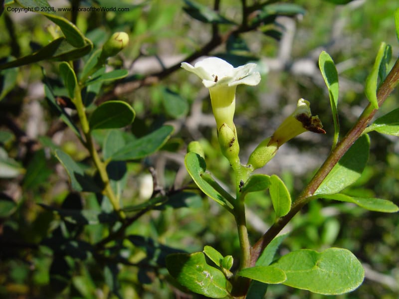 Bourreria cassinifolia. 90434 A--FL. Fairchild Tropical Gard. 16 Jan 03. 010.jpg