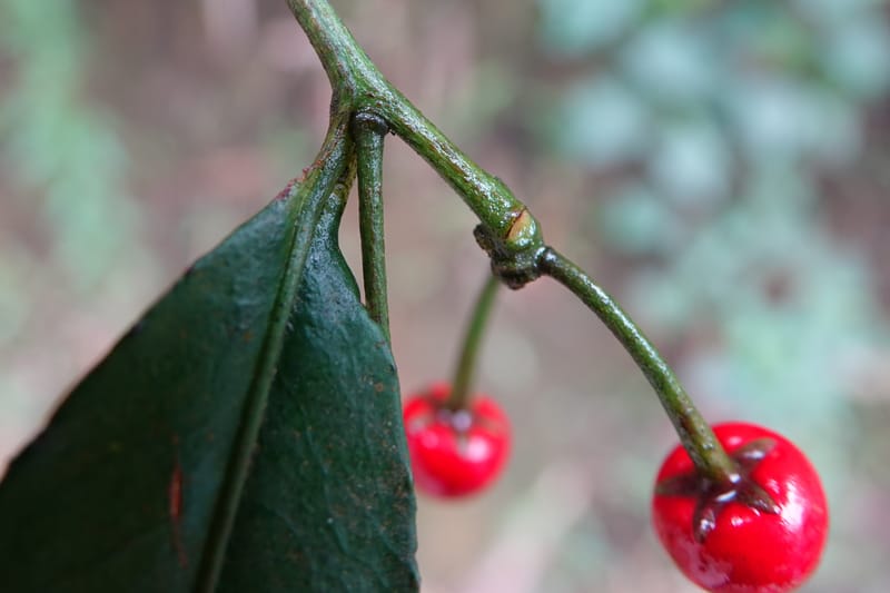 Ardisia virens, D. Boufford 44152--China. Yunnan. Bam Po village. 5 May 2018. DSC02406 (210).JPG