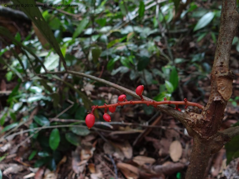 Lepisanthes, Buerki 339--Malaysia, Sabah. Kebun Cina. 12 Apr 2012. DSC08489 (6).JPG