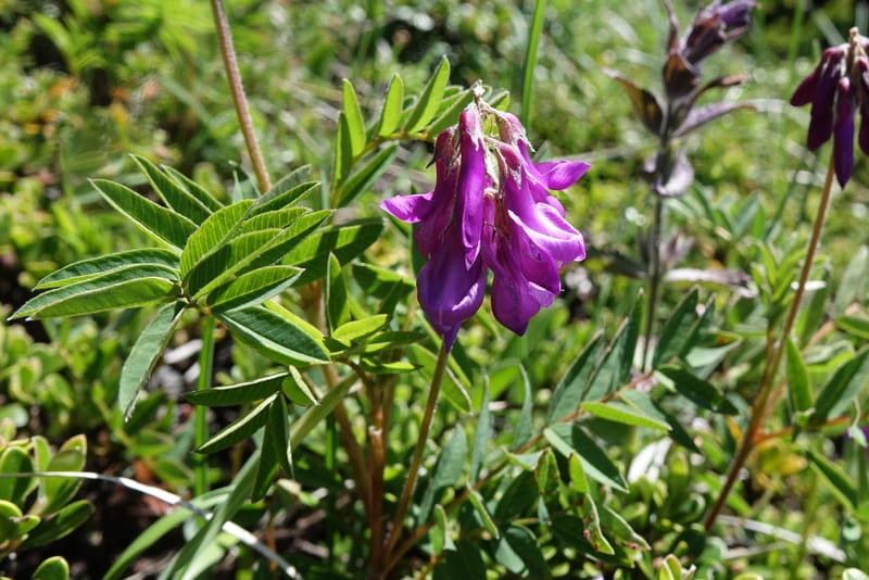 Hedysarum hedysaroides, Davidson, C 13308--Switzerland. Les Violettes. 4 Jul 2016. DSC09126 (70).JPG