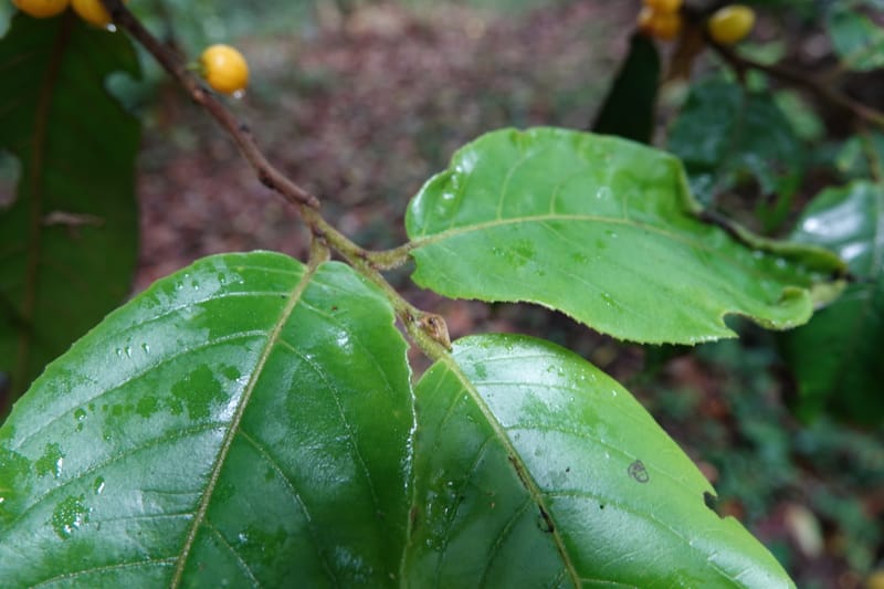 Horsfieldia prainii, D. Boufford 44155--China. Yunnan. Bam Po village. 5 May 2018. DSC02406 (97).JPG