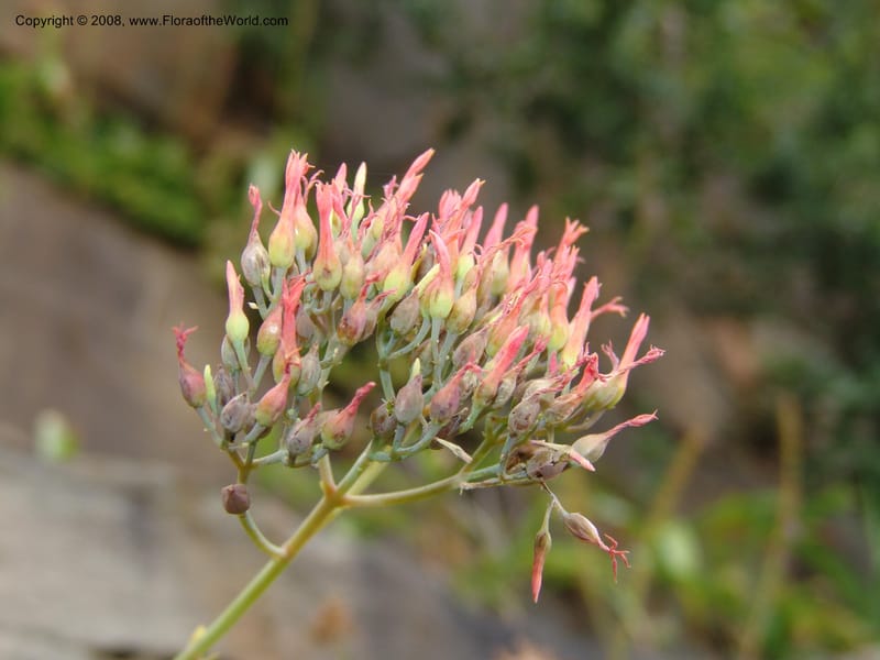 Kalanchoe rotundifolia--So.Africa. E. Cape. Waringham Farm, Quanti Area, Stut. 8 Mch 05. 540.jpg