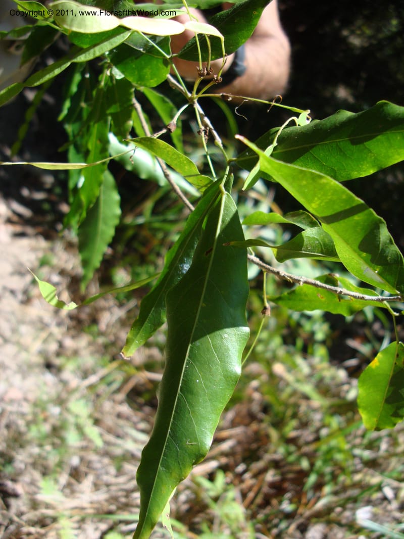 Arthroclianthus, Labat, J. N 3918--New Caledonia, Prov N, Les Trois Creeks,  13 Nov 2007, 001 (3).jpg