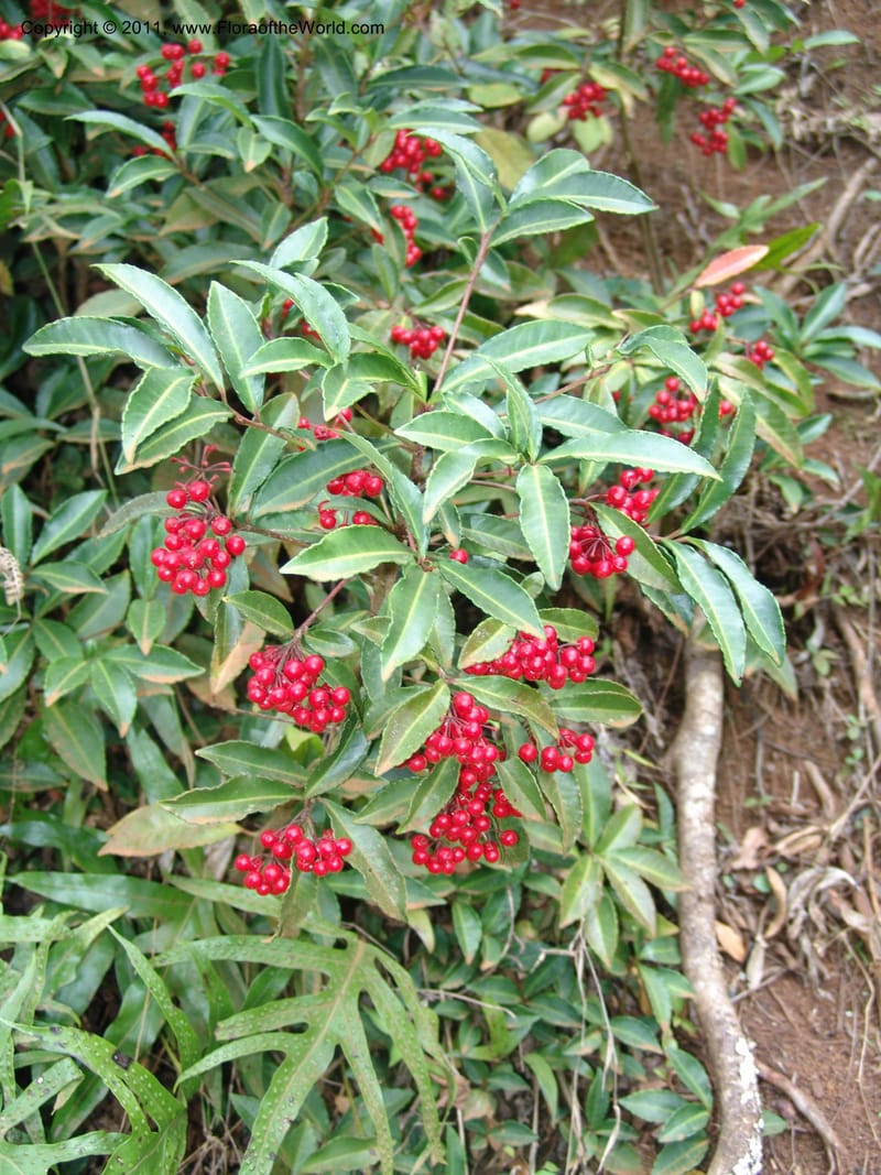 Ardisia, ROR1572--Madag.  Parc Nat. Montagne d'Ambre. 10 Nov 06. 004.jpg